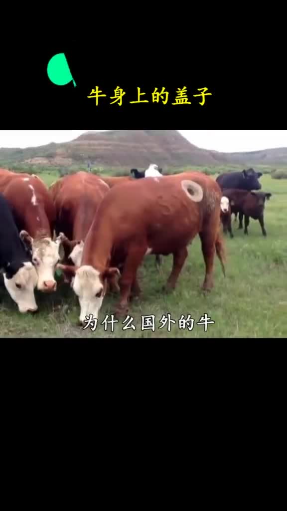 为什么牛有4个胃却只开了一个洞