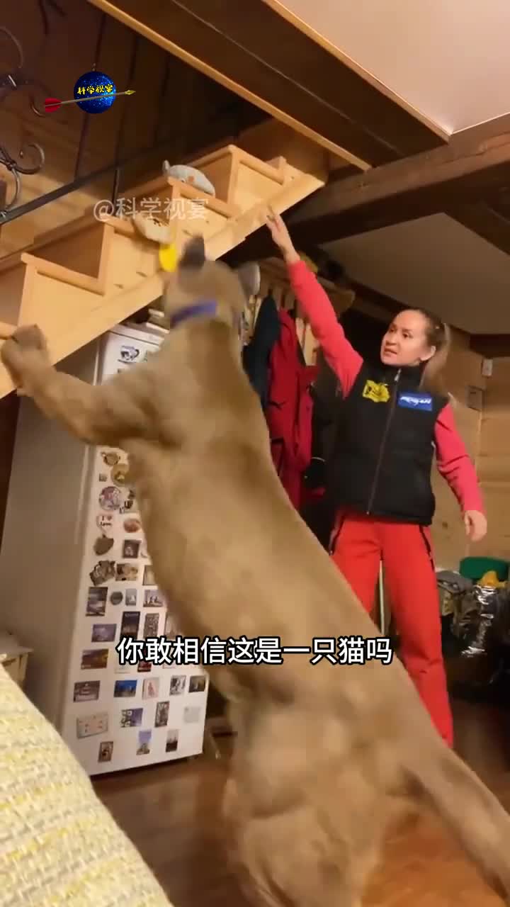 像猎豹一样大的美洲金猫