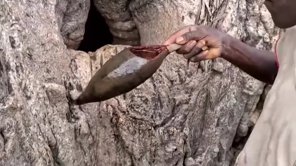 你喝过桦树汁吗