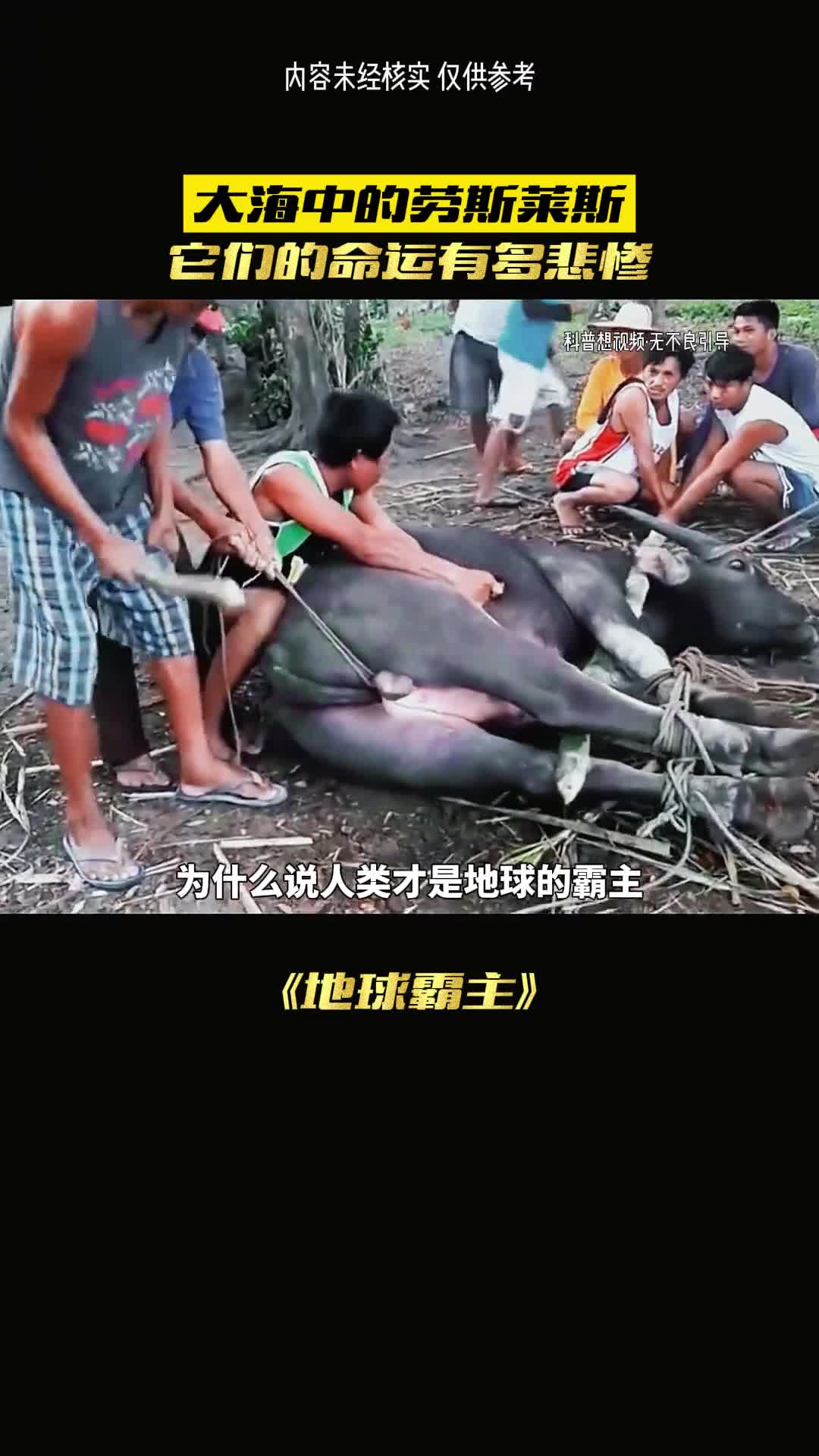 金枪鱼的一生有多悲惨