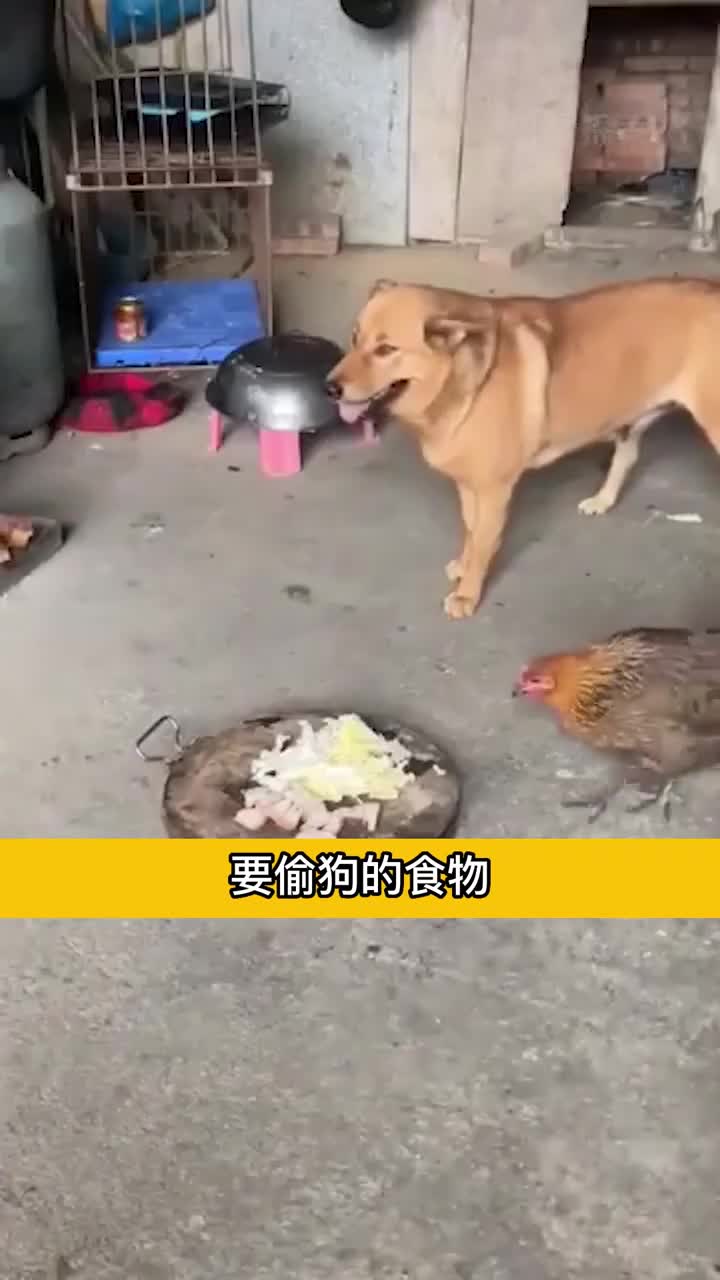 这只狗狗的操作震惊了