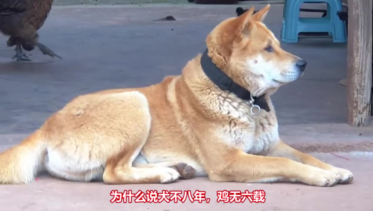 农村养狗超过八年养鸡超过六年真的会成精吗
