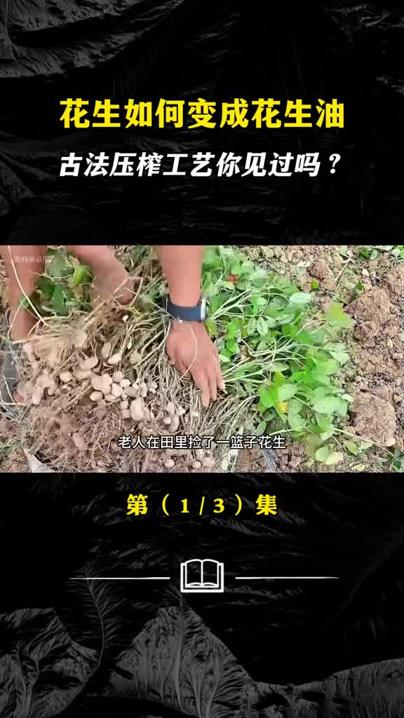 法压榨花生油工艺你见过吗纯物理压榨的花生油你喜欢吗