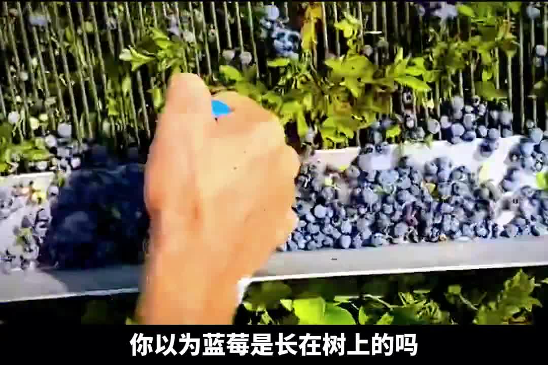 吃一个月的蓝莓叶黄素会怎么样