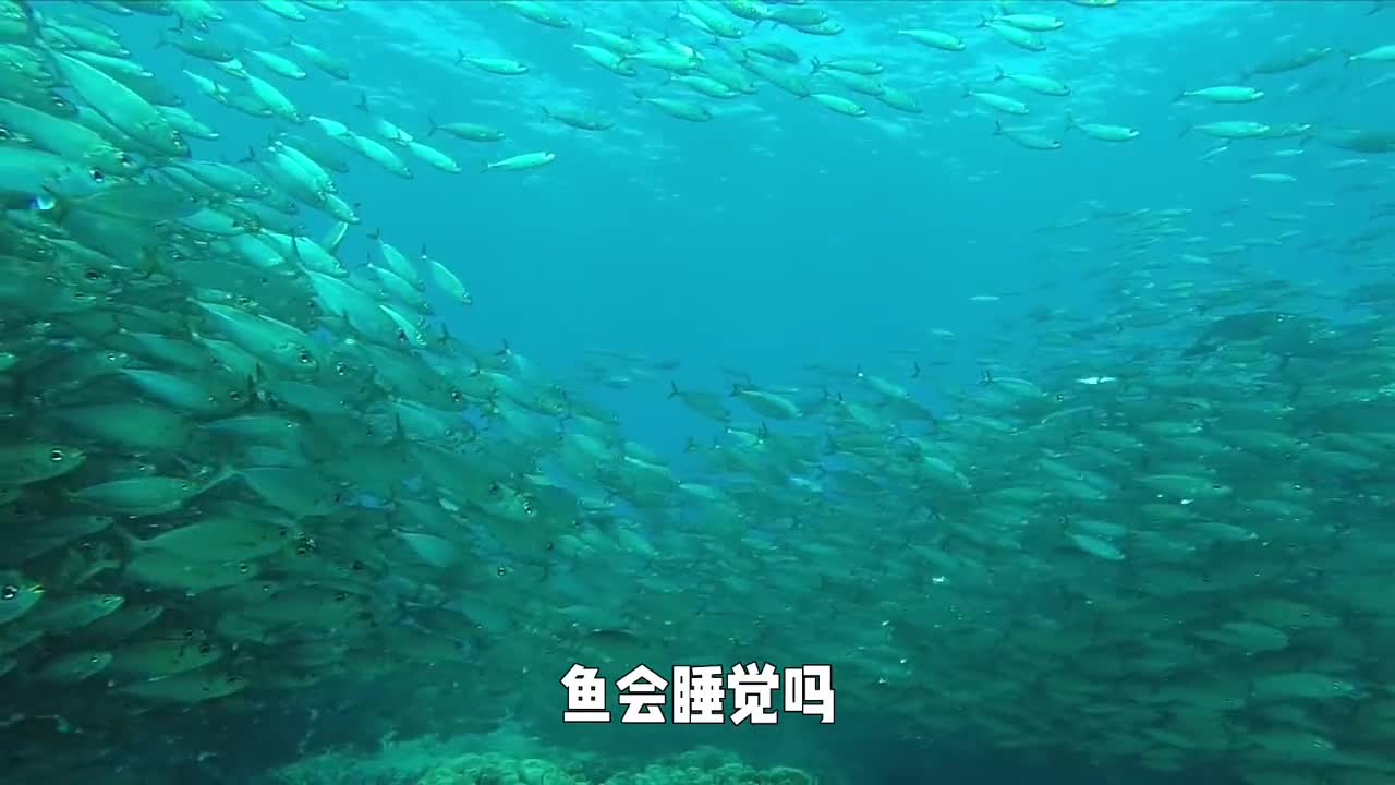 从来没见过鱼闭眼睛难道它们不睡觉吗