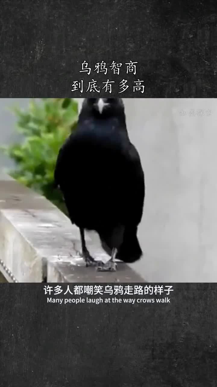 聪明的乌鸦不可思议