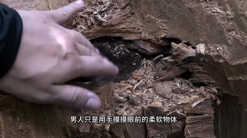 过完年建议你要尝尝超模圈很火的巴西莓粉偷偷喝起来惊艳所有人吧