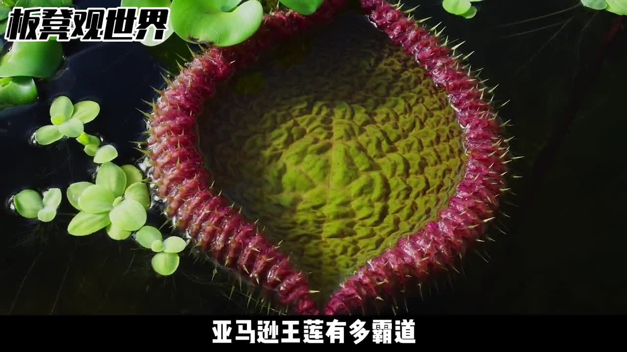 水中霸主王莲都得靠边站