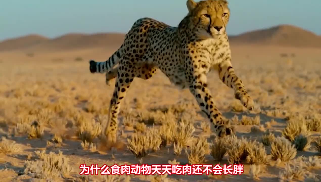 为什么吃肉的动物比吃草的更瘦