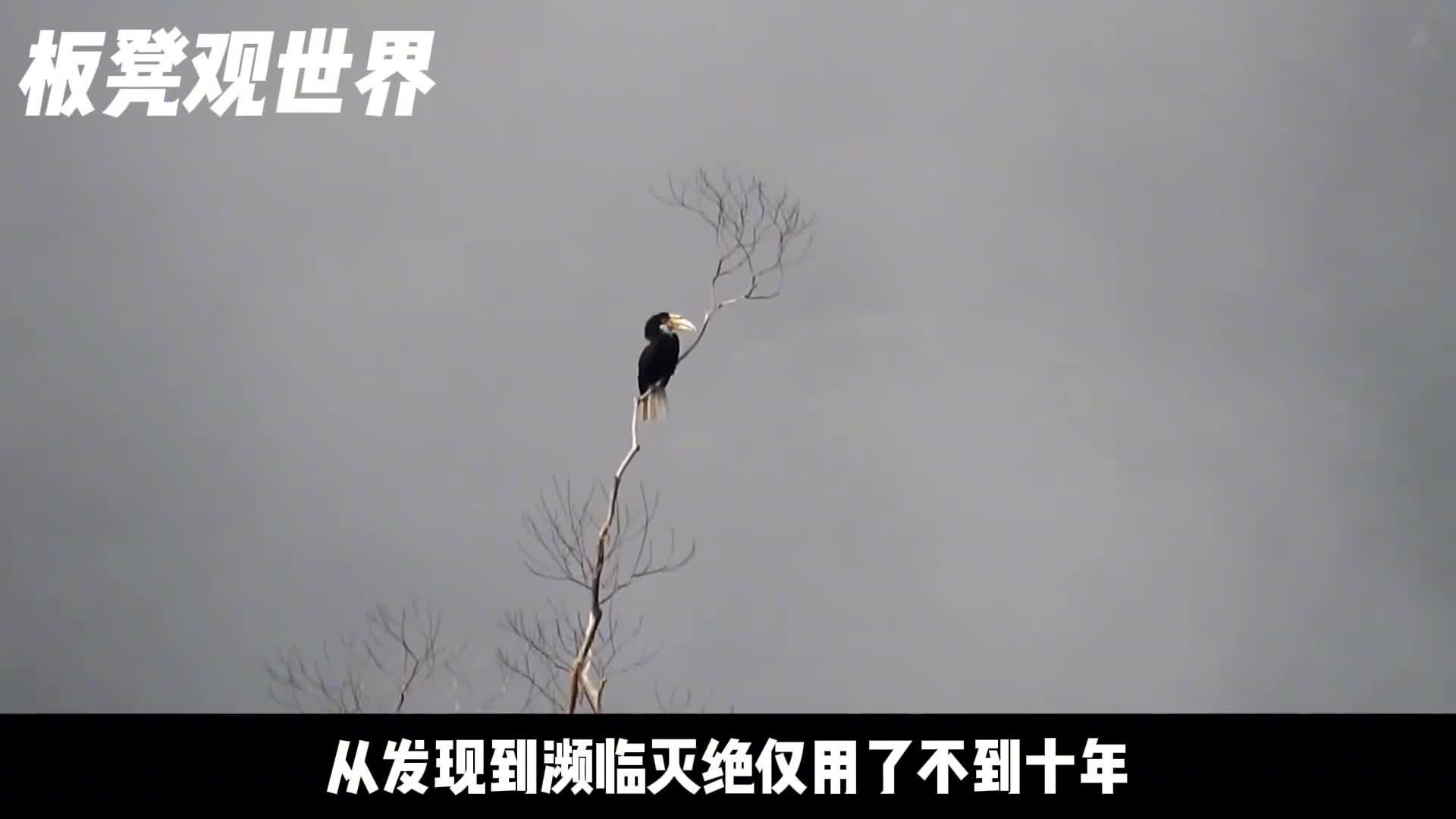 从发现到濒临灭绝只用了10年血腥的文玩盔犀鸟