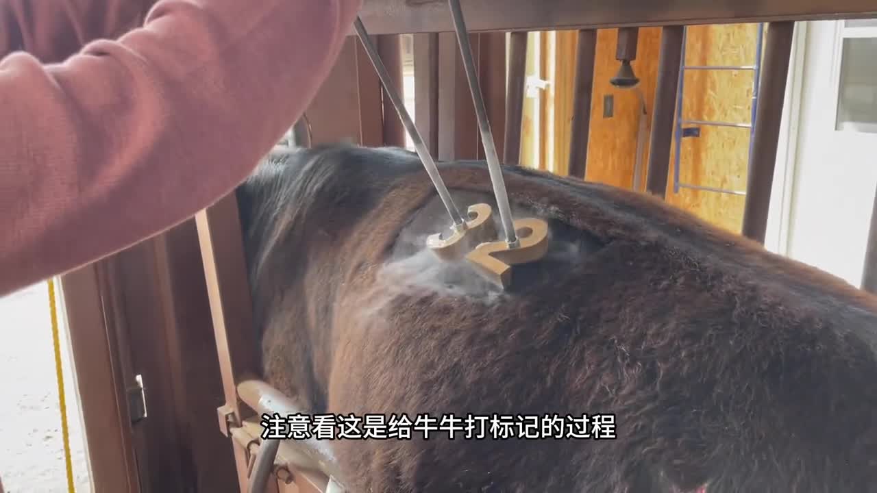 含肉量高达96以上的牛肉罐头你吃过吗揭秘牛肉罐头的加工全过程
