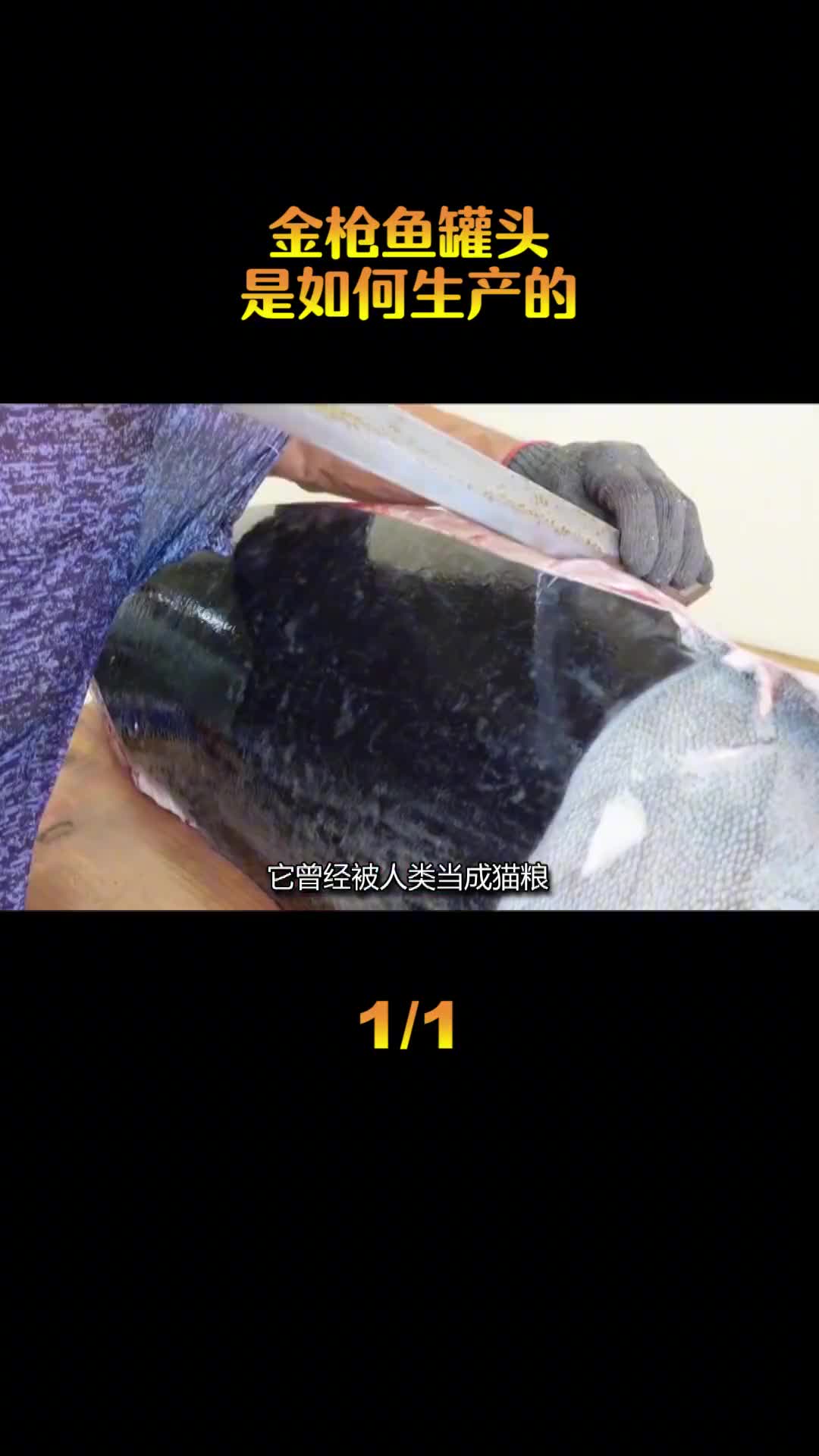 以前被人们当成猫粮现在身价足以在北京买房金枪鱼罐头是如何制作的