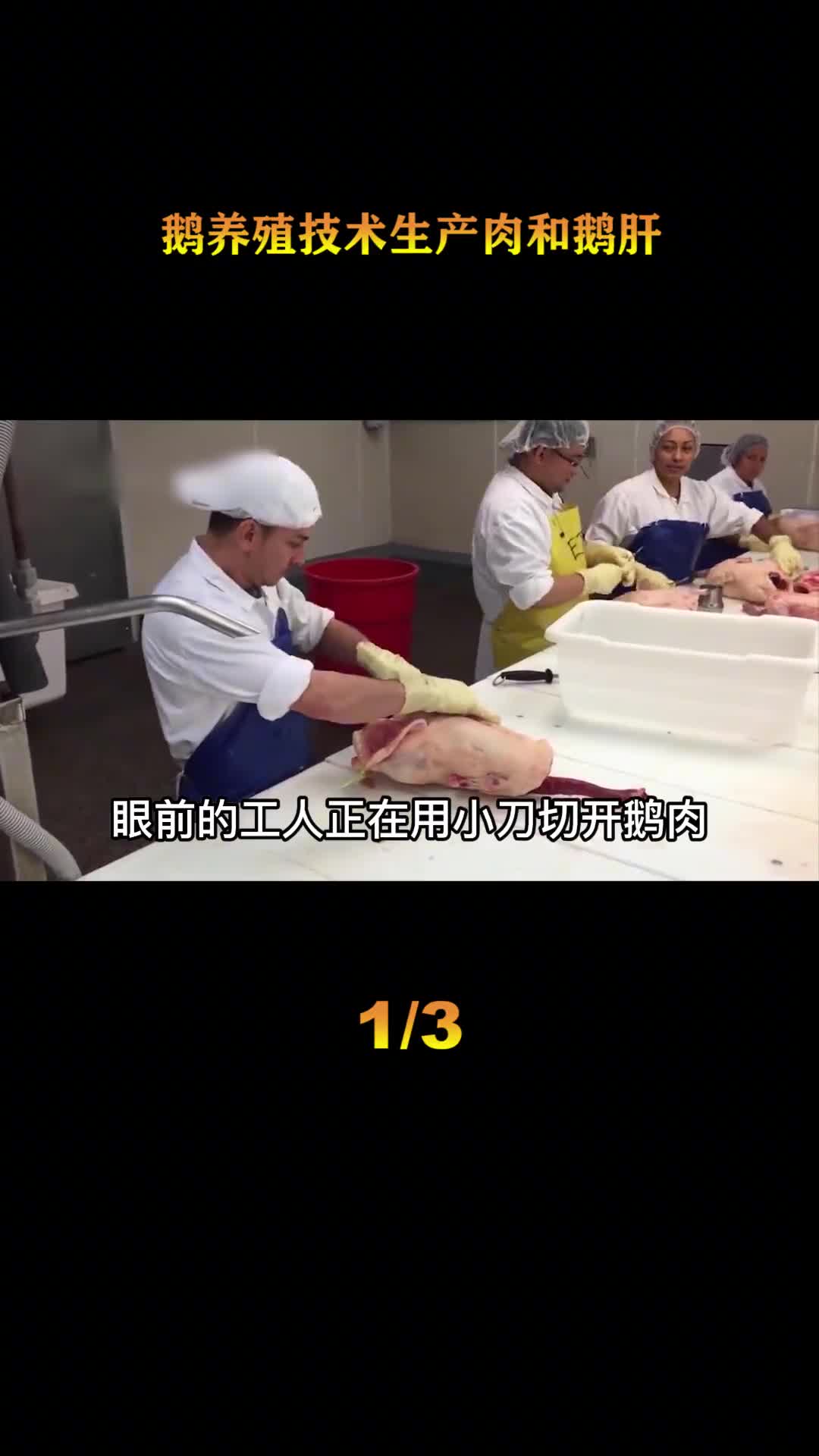 探访鹅肝加工厂养殖场为赚钱不择手段10公斤的鹅取出3公斤肝