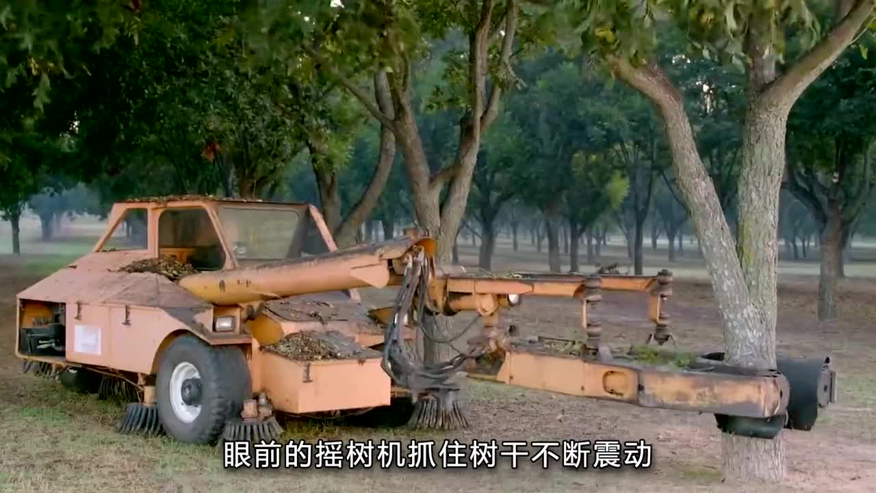 巴旦木是如何生产的全自动化的生产方式让生产更高效