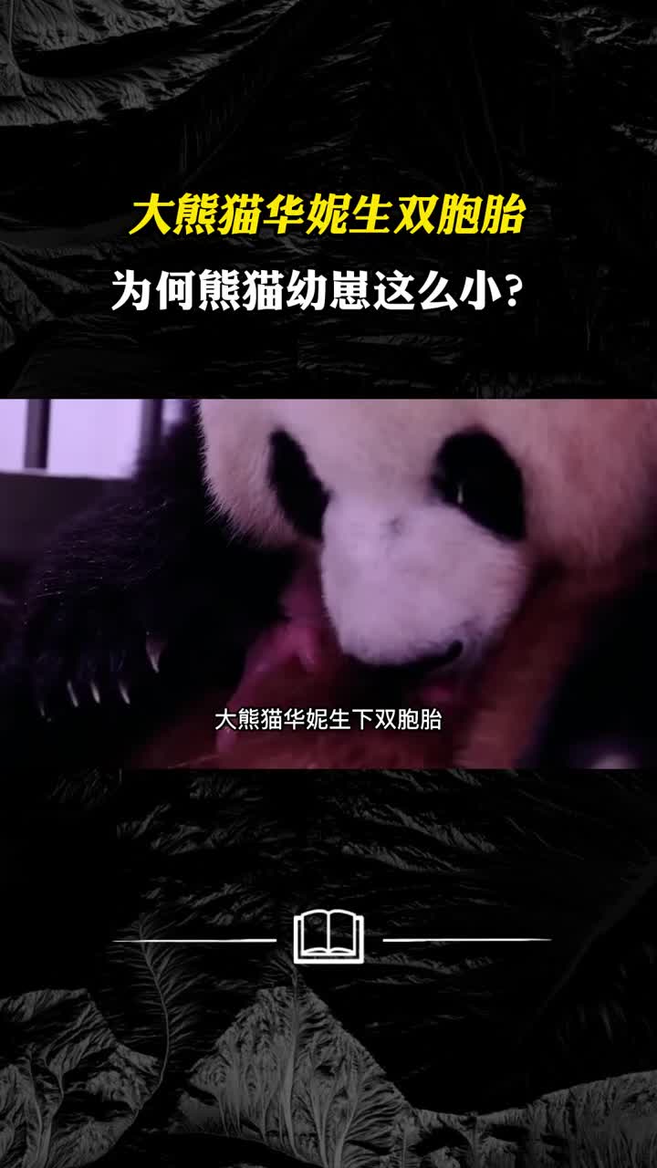 大熊猫华妮生双胞胎为何熊猫幼崽这么小原来与生物进化有关