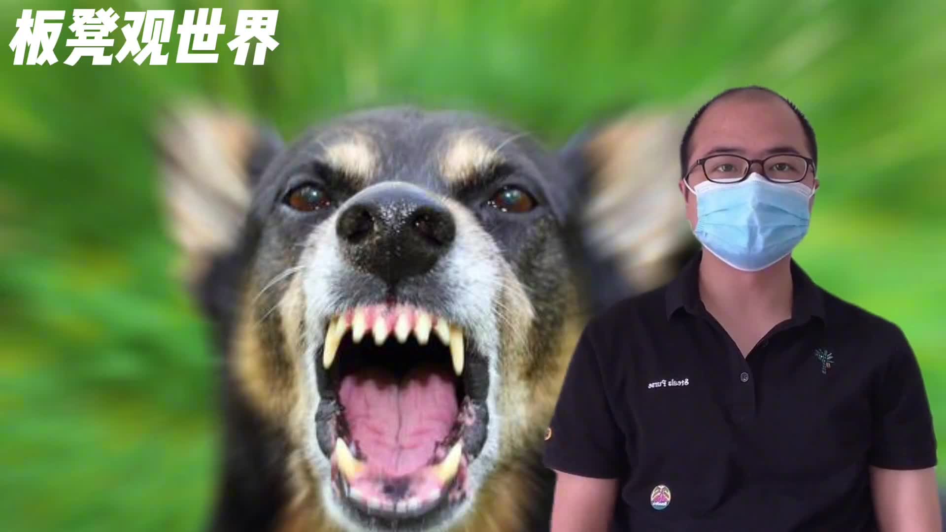 狂犬病有多可怕超过你的想象