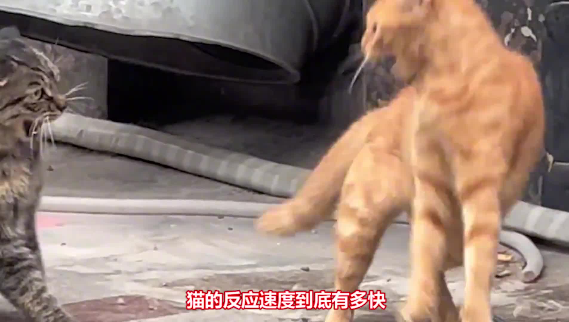 猫和人的反应速度对比看看人和猫的差距有多大