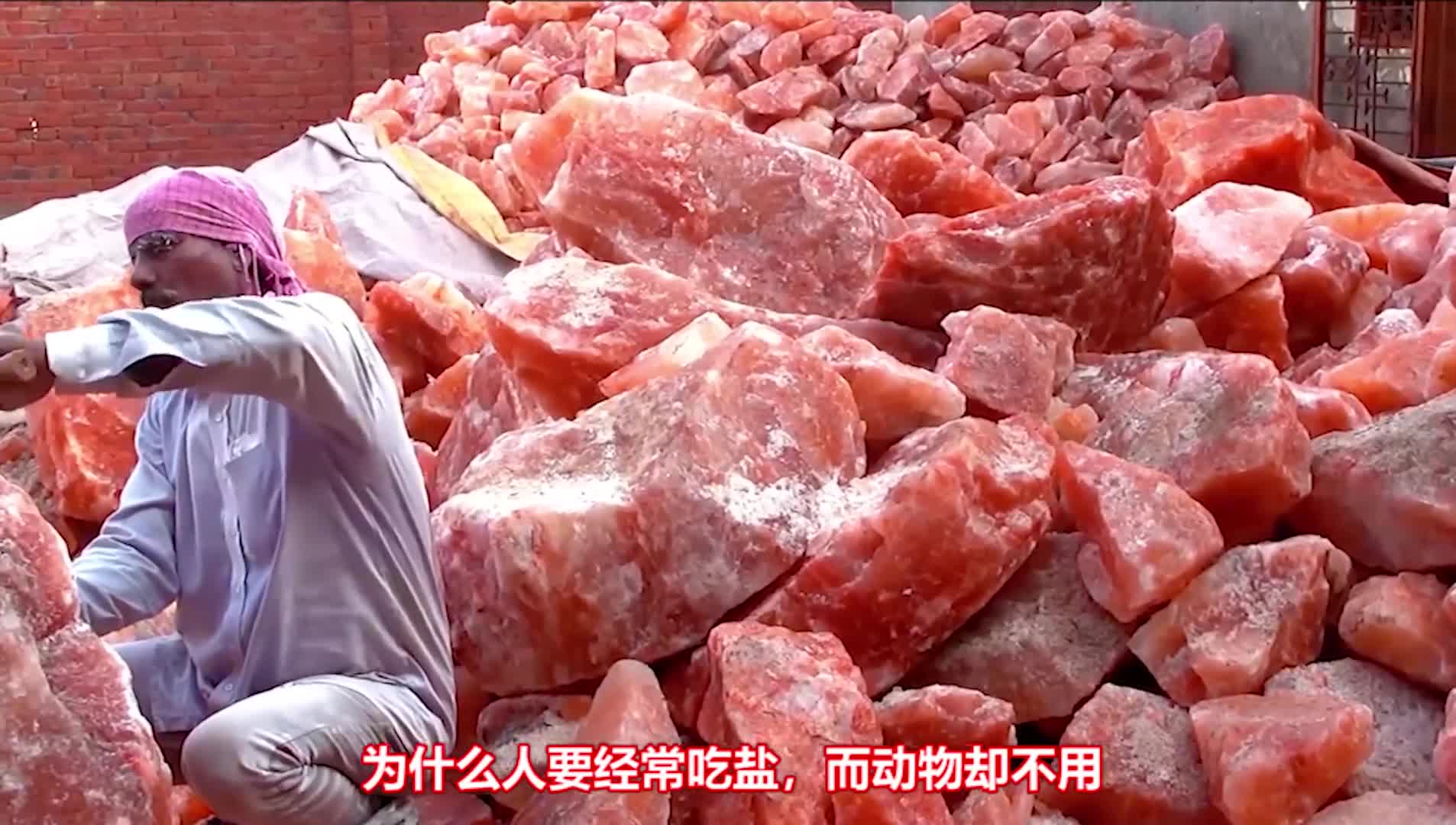 为什么人要专门吃盐动物却不用吃