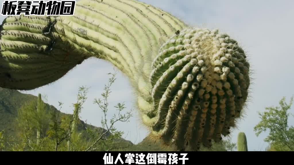 苦命的仙人掌活着太难了