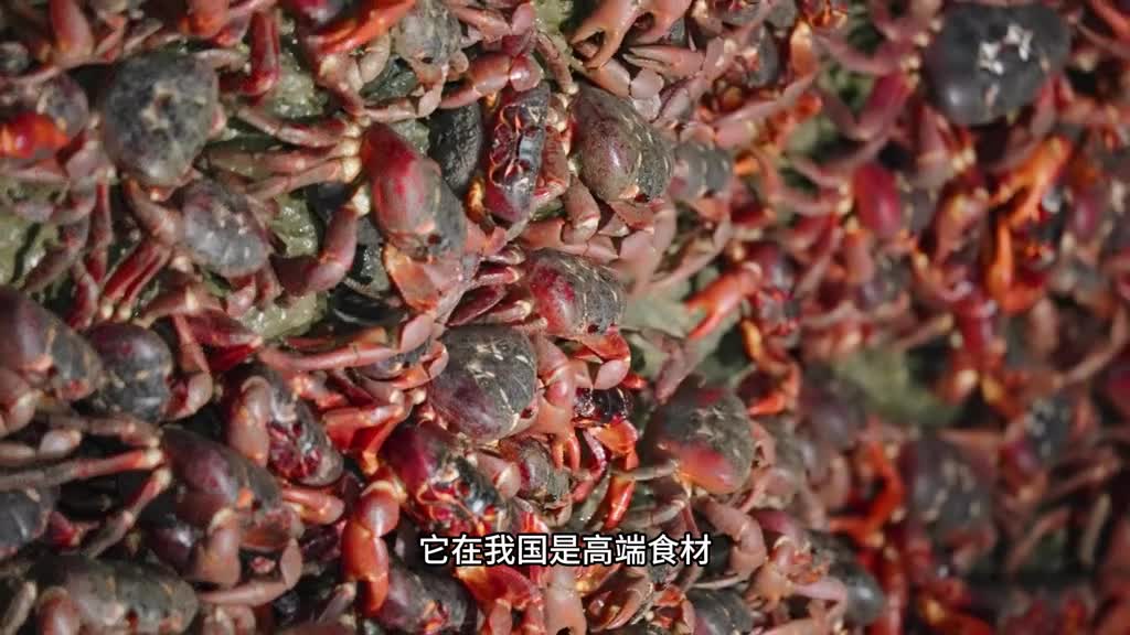 顿顿飞禽走兽不如这一口帝王蟹腿肉质紧实鲜嫩一口下去太爽了