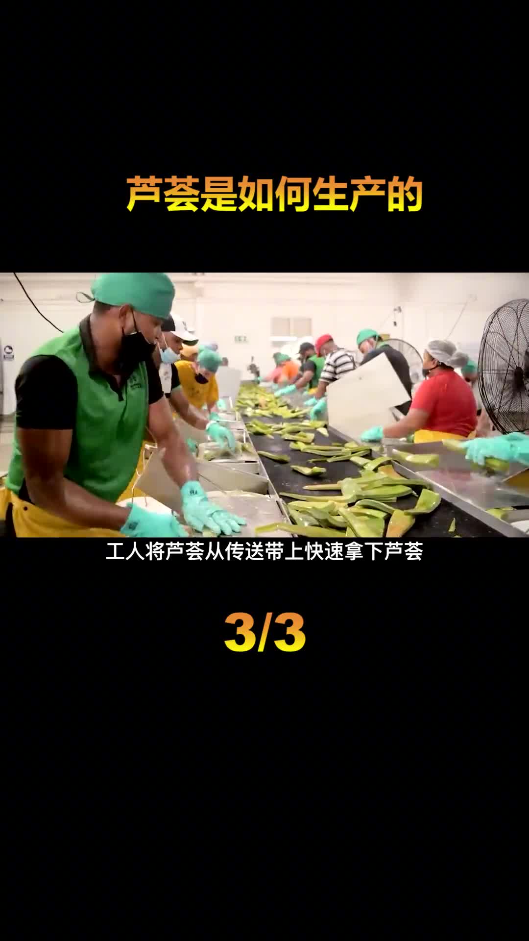印度最大的芦荟加工厂去皮分拣只要10秒这技术我服了