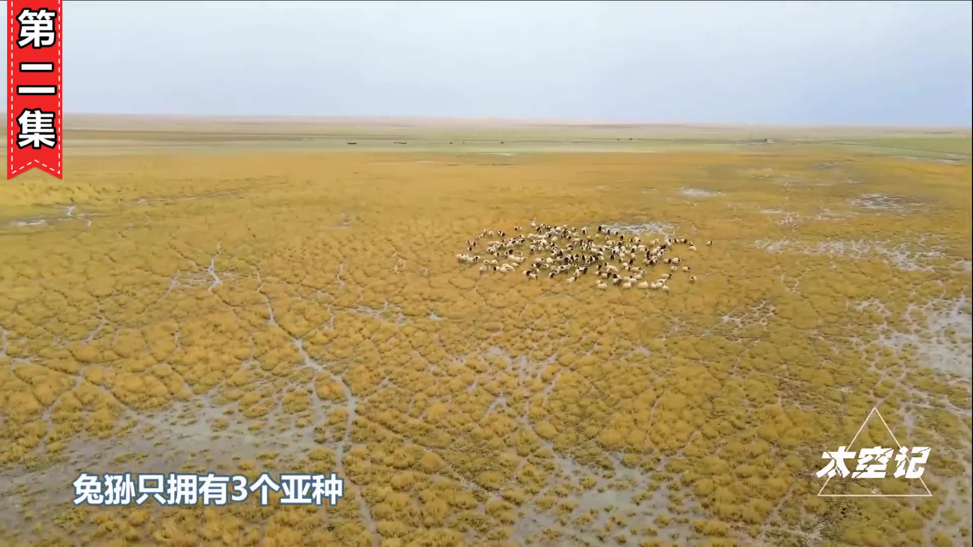 长相萌凶却是最难圈养的猫科动物天生的捕猎高手