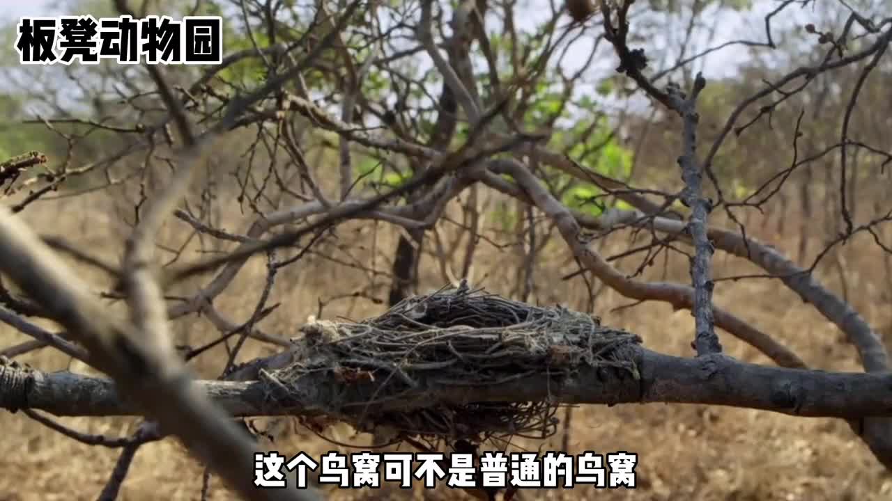 动物界的奇葩自己不孵蛋