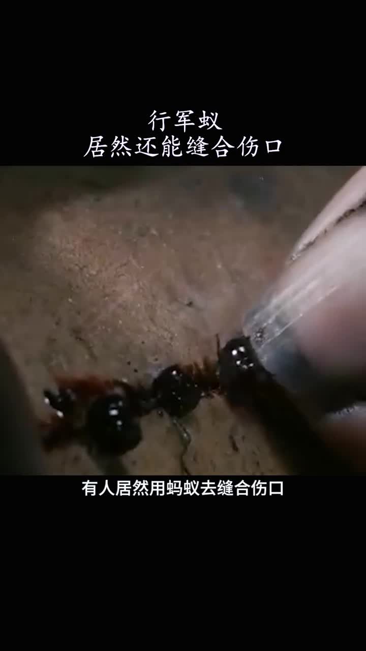 行军蚁如何缝合伤口解释