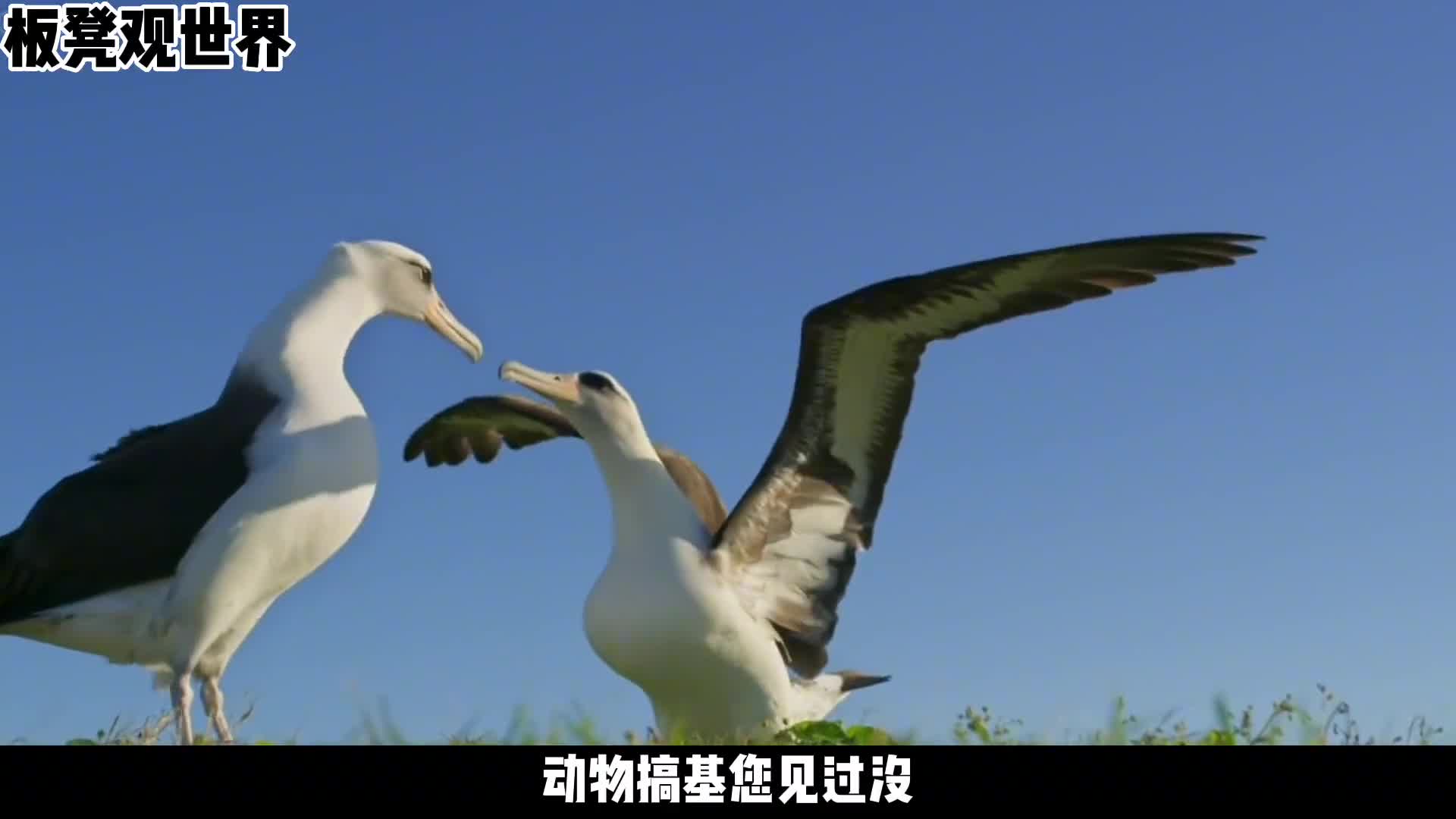 奇葩的信天翁太毁三观了