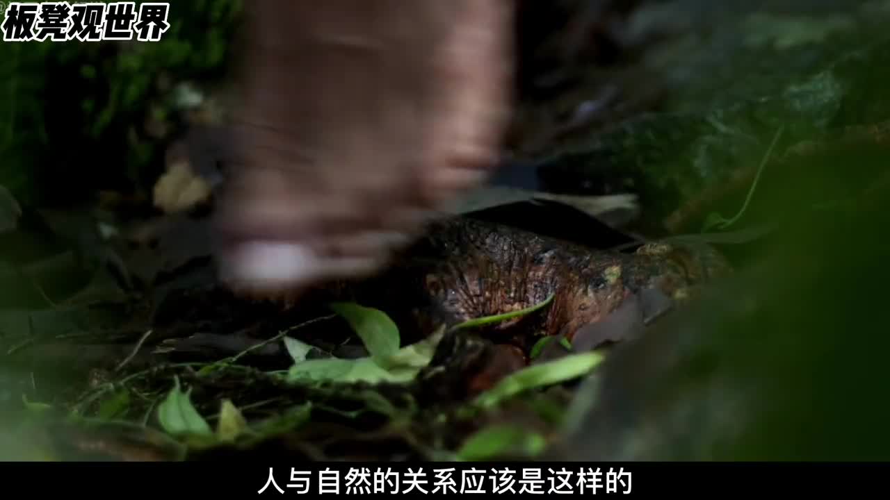 自然奇迹有生命的桥