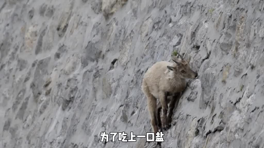 为了吃上一口盐山羊是如何练就一身轻功的