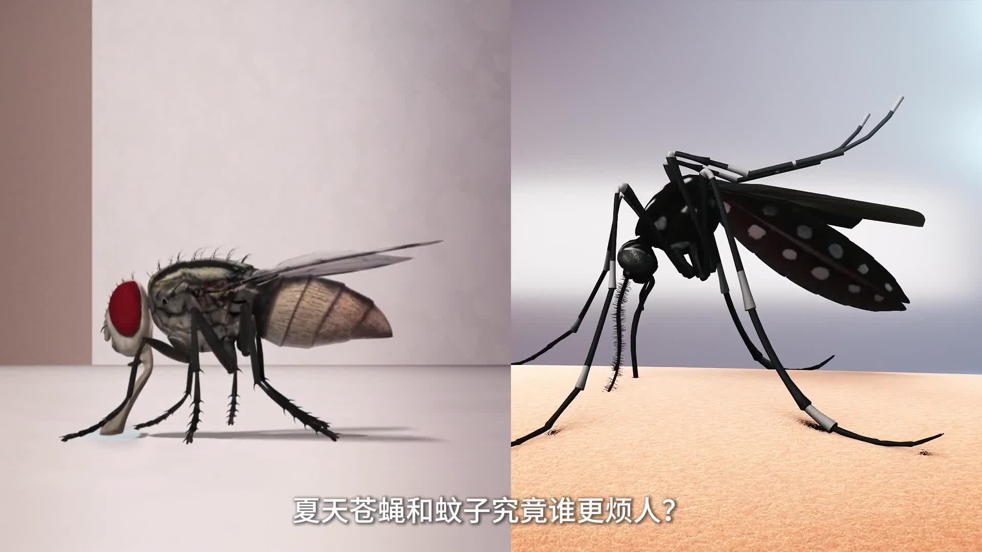 夏天苍蝇和蚊子究竟谁更烦人带你看苍蝇和蚊子的原理
