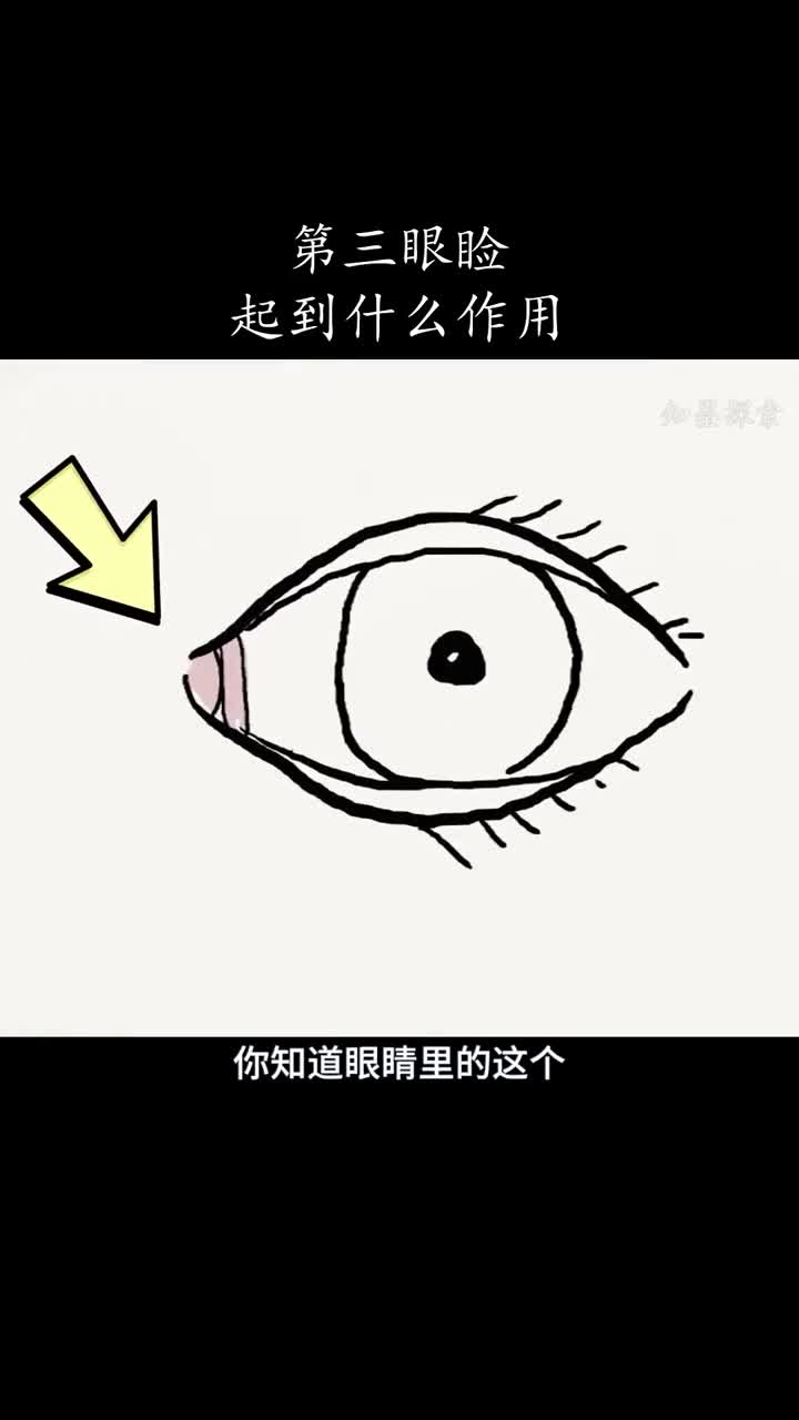 人类曾经也有第三眼睑