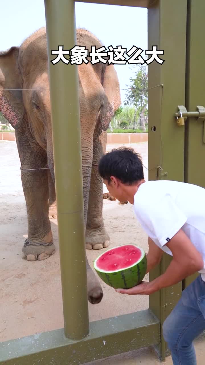 大象吃西瓜没有什么是一jio解决不了的