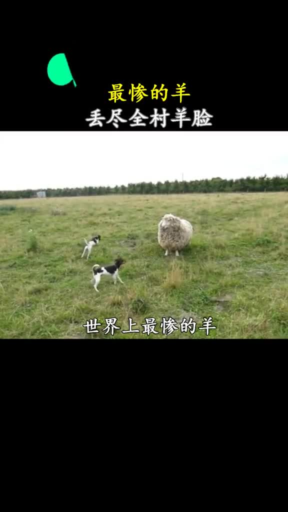 为什么狼都不愿意吃它有人知道吗