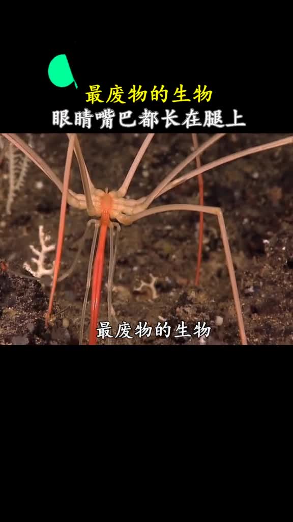 在地球上生活了5亿年的生物进化到没有任何动物愿意吃它