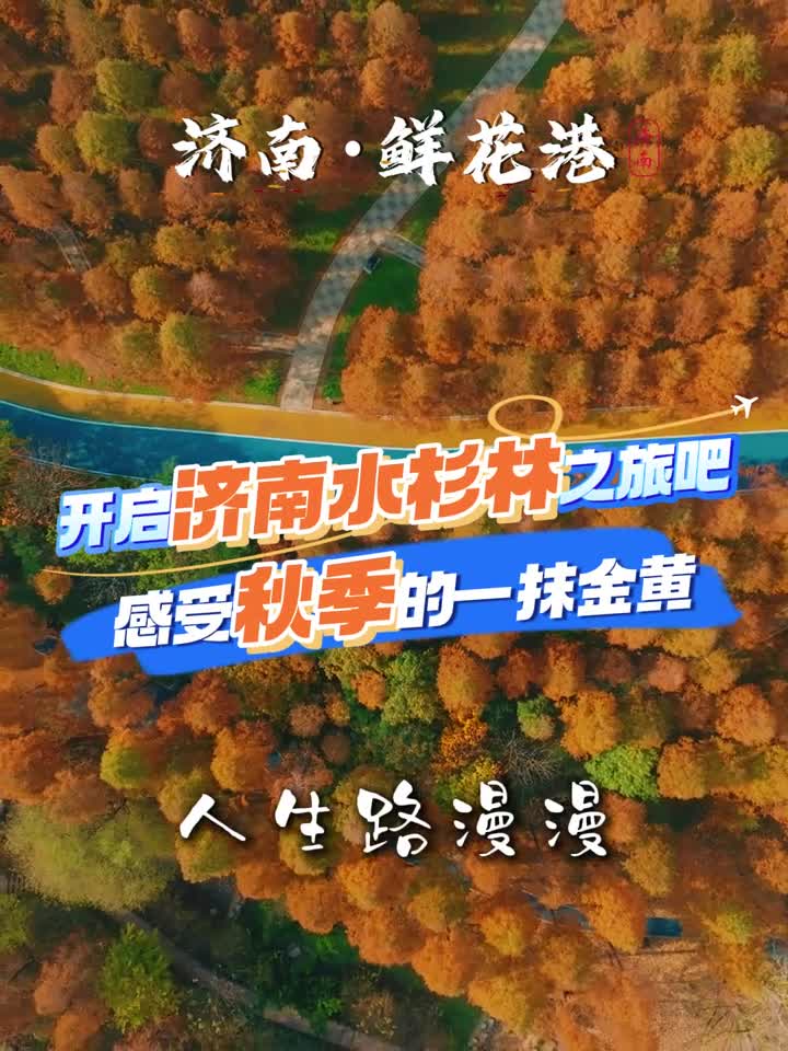 人生路漫漫累了就来济南水杉林看一看让这一抹金黄治愈你