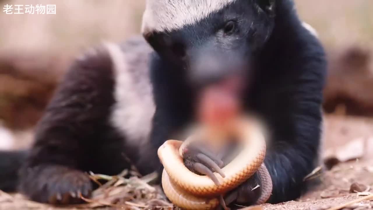 非洲草原乱不乱平头一哥说了算