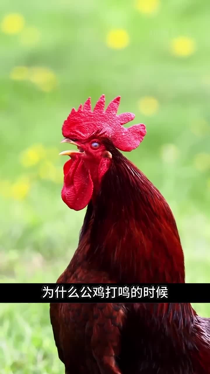 公鸡打鸣为什么不会把自己震聋