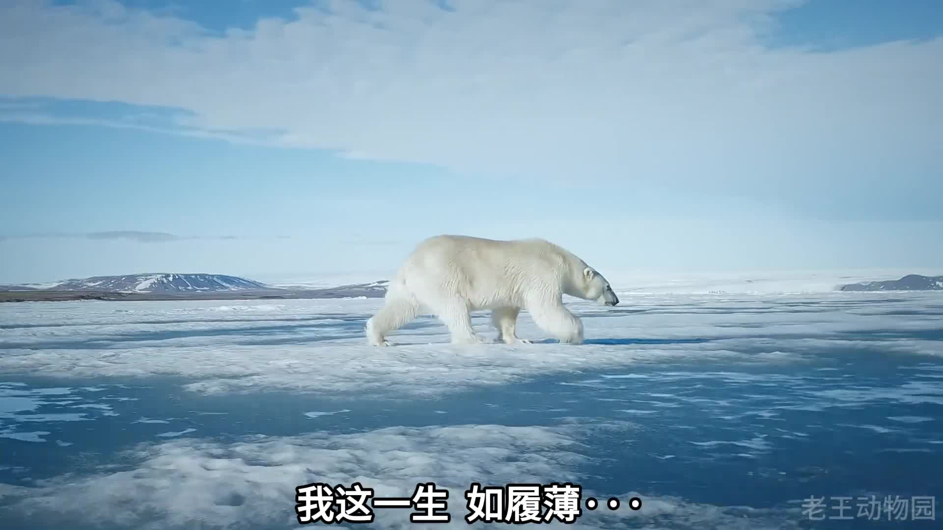颜面扫地的北极熊