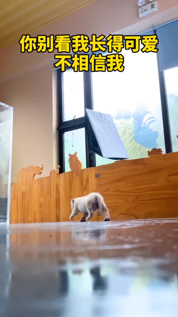 哼看我恶龙咆哮