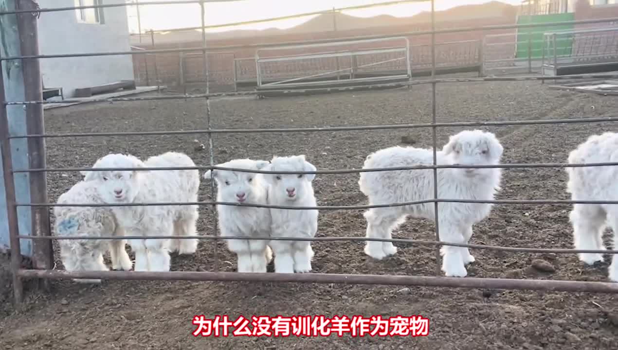 为什么不驯化羊做宠物