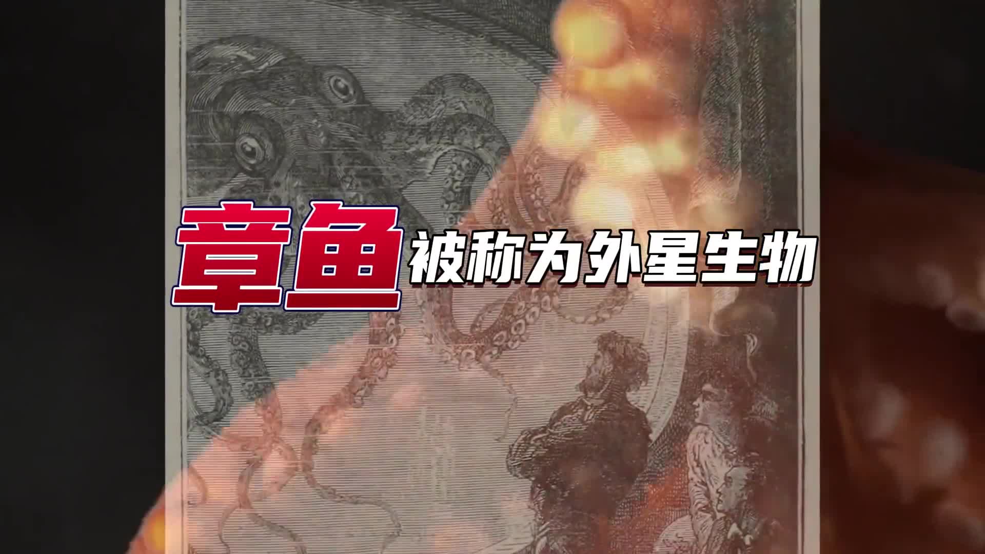 为什么章鱼被称为外星生物它不但有多项超能力其基因组比人类还复杂