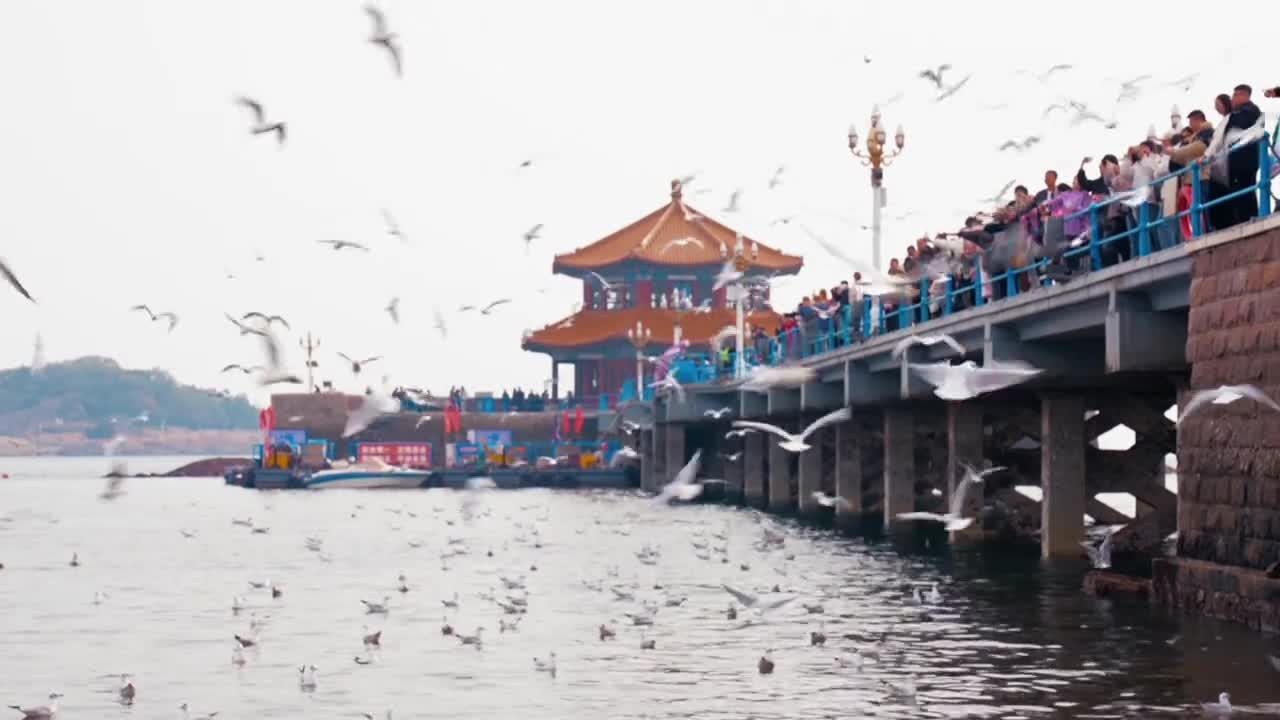 11月20日青岛栈桥西伯利亚的海鸥已如约而至这个冬天你还会来青岛赴约吗