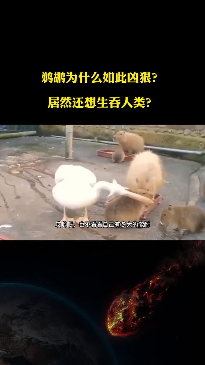 鹈鹕为什么如此凶狠居然还想生吞人类