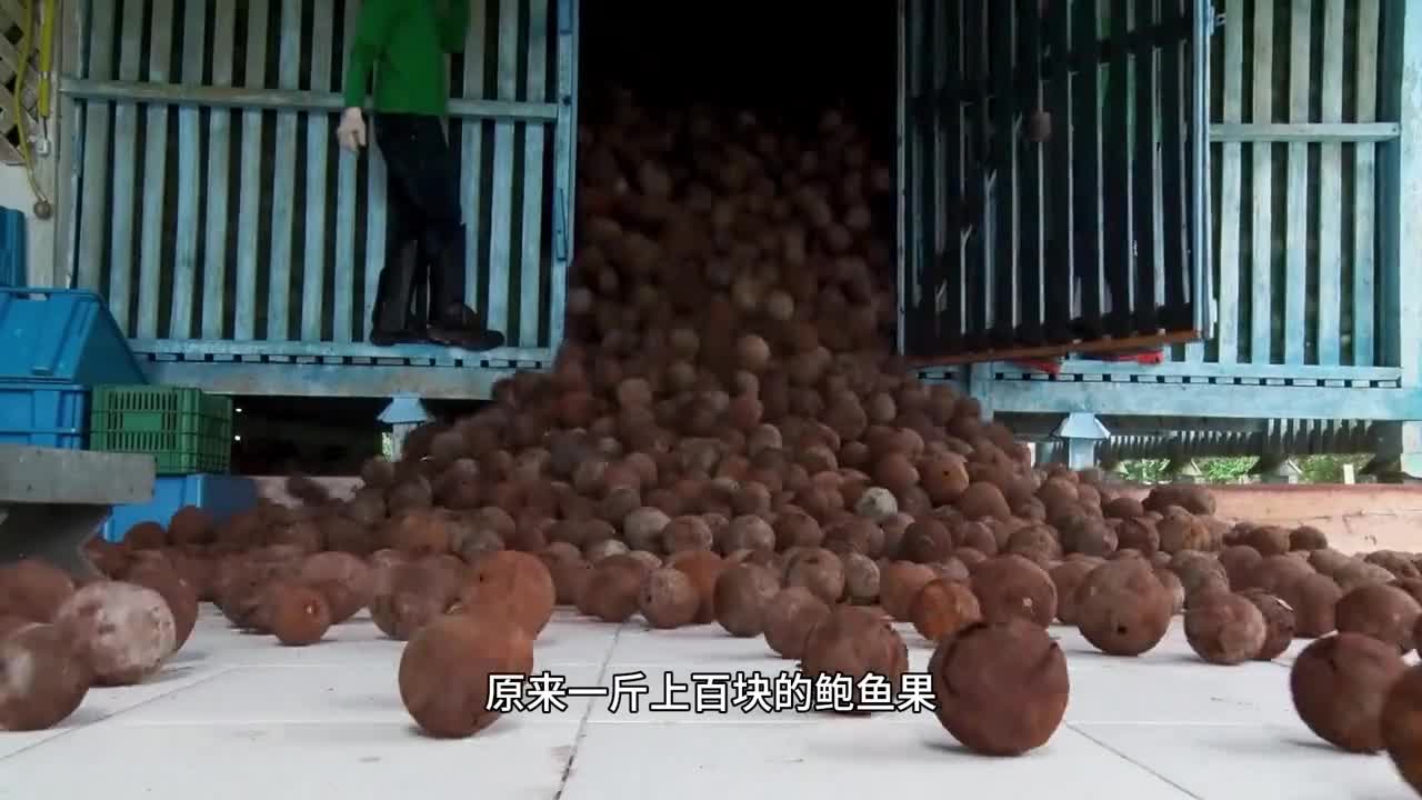 来自巴西的坚果你吃过吗酥酥脆脆不仅好吃还营养