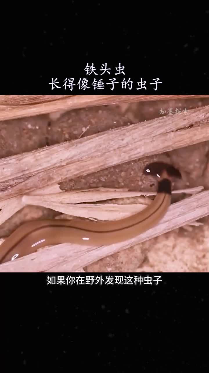 长得像锤子的锤头虫