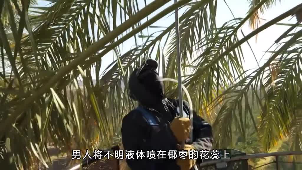 来自贫瘠土地的馈赠大自然的美食椰枣