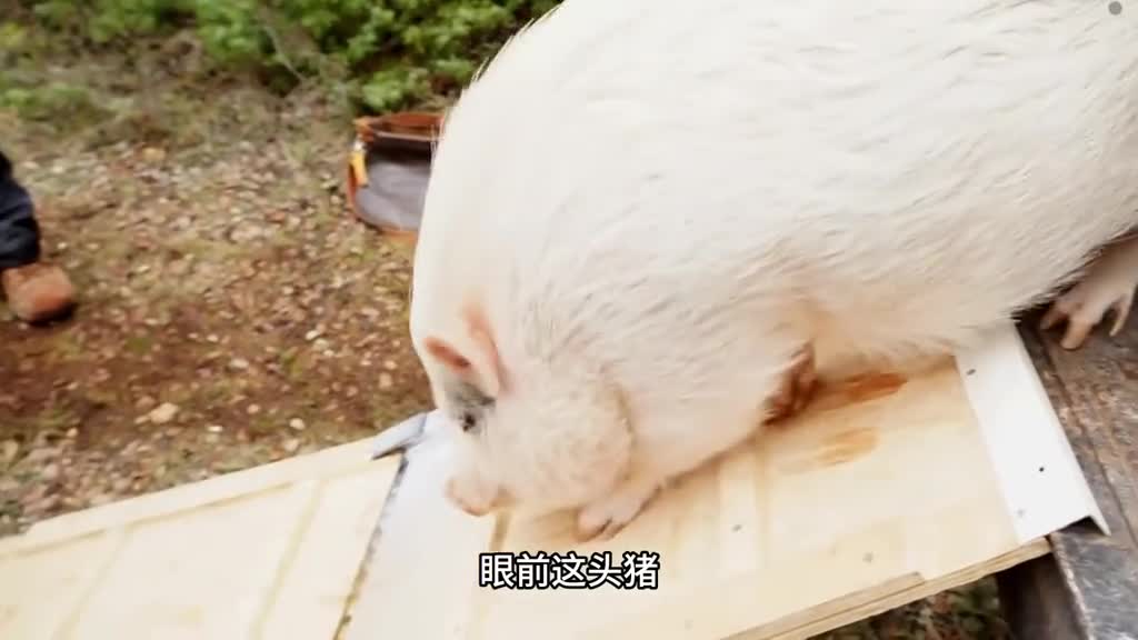 寻找松露一天真的能赚到1万吗