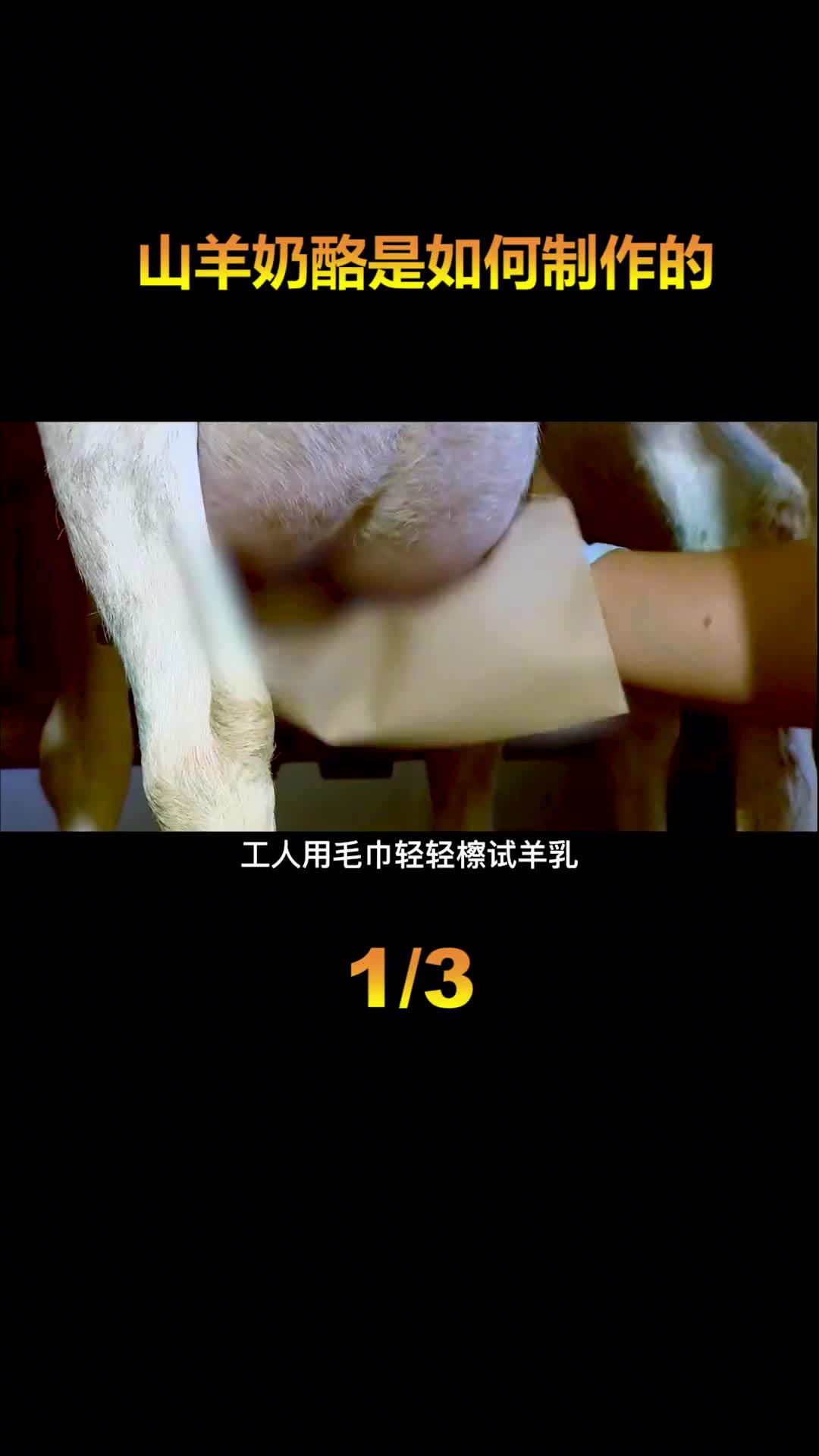 你吃的山羊奶酪是如何制作的机器自动喂养山羊连挤奶也是自动的